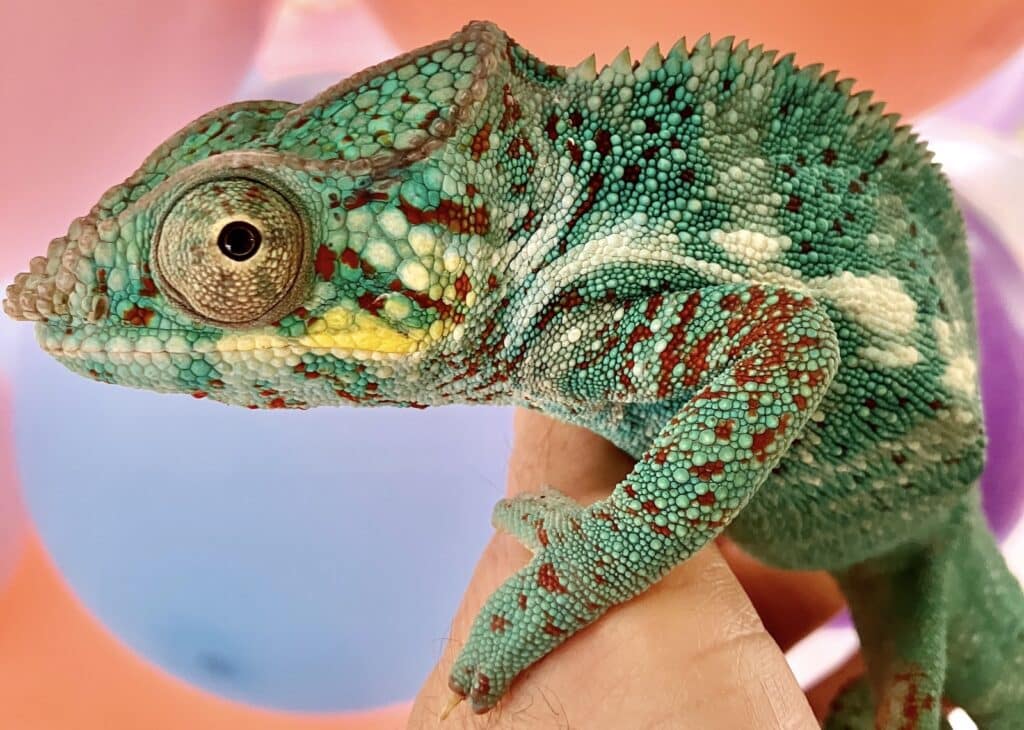 Nature Inspiration - Chameleon