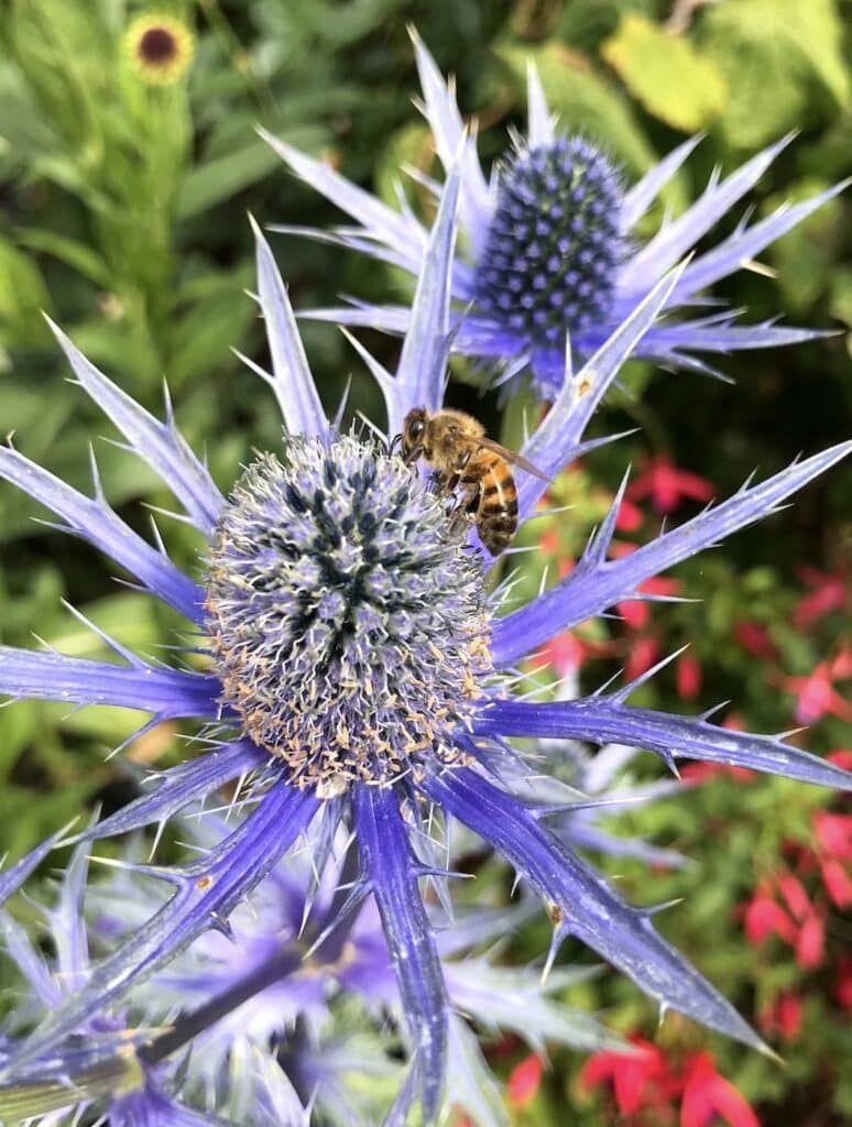 Bee on Flower - Nature