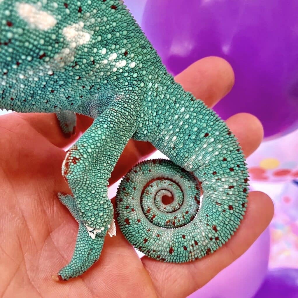 Chameleon Spiral Tail