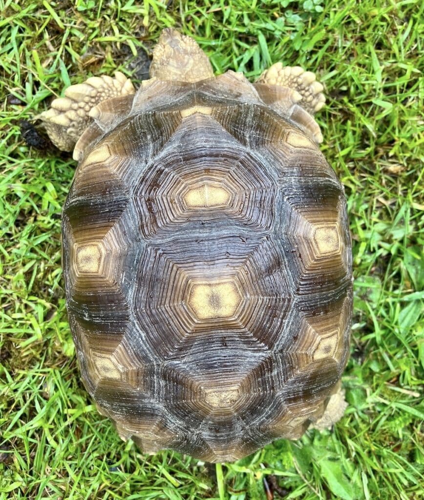 Tortoise Shell